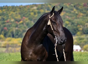 Frison, Hongre, 6 Ans, Noir