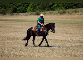 Frison Croisé, Hongre, 6 Ans, Noir