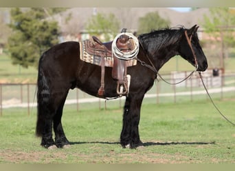 Frison Croisé, Hongre, 6 Ans, Noir