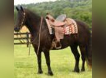 Frison, Hongre, 6 Ans