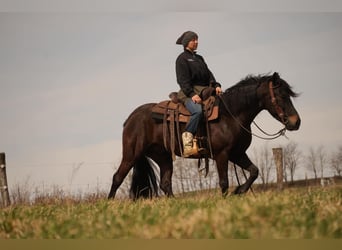 Frison Croisé, Hongre, 7 Ans, 142 cm, Bai