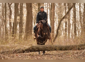 Frison Croisé, Hongre, 7 Ans, 142 cm, Bai