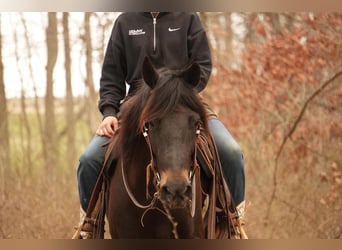 Frison Croisé, Hongre, 7 Ans, 142 cm, Bai