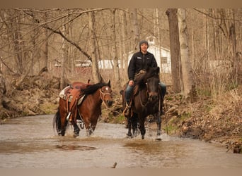 Frison Croisé, Hongre, 7 Ans, 142 cm, Bai
