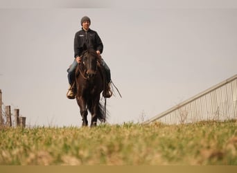 Frison Croisé, Hongre, 7 Ans, 142 cm, Bai