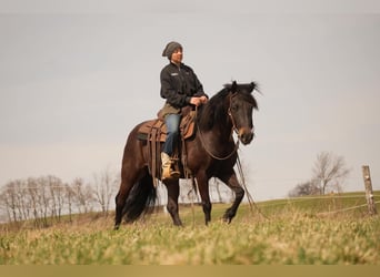 Frison Croisé, Hongre, 7 Ans, 142 cm, Bai