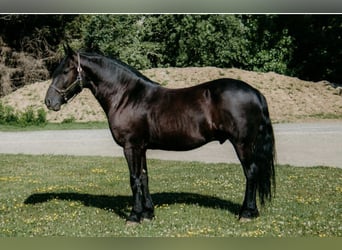 Frison Croisé, Hongre, 7 Ans, 145 cm, Noir