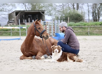 Frison, Hongre, 7 Ans, 147 cm, Alezan