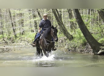 Frison Croisé, Hongre, 7 Ans, 147 cm, Noir