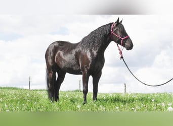 Frison Croisé, Hongre, 7 Ans, 147 cm, Noir