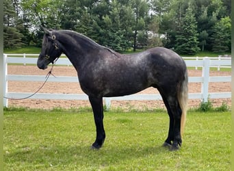 Frison, Hongre, 7 Ans, 150 cm, Gris