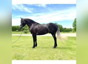 Frison, Hongre, 7 Ans, 150 cm, Gris