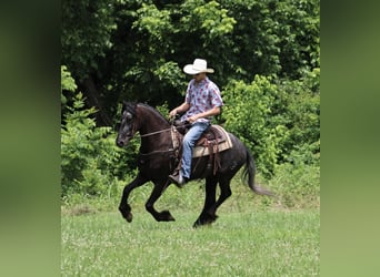 Frison, Hongre, 7 Ans, 150 cm, Noir