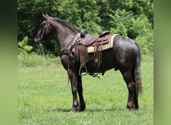 Frison, Hongre, 7 Ans, 150 cm, Noir