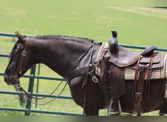 Frison, Hongre, 7 Ans, 150 cm, Noir