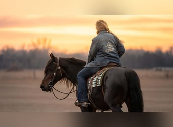 Frison Croisé, Hongre, 7 Ans, 152 cm, Bai brun