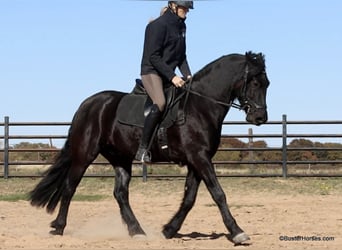 Frison, Hongre, 7 Ans, 152 cm, Noir