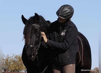 Frison, Hongre, 7 Ans, 152 cm, Noir