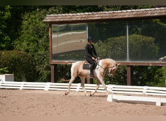 Frison Croisé, Hongre, 7 Ans, 152 cm, Palomino