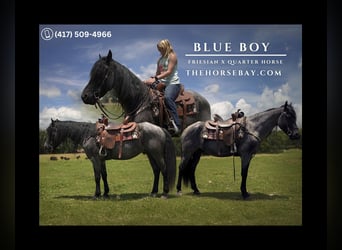 Frison Croisé, Hongre, 7 Ans, 152 cm, Rouan Bleu