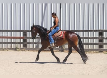 Frison, Hongre, 7 Ans, 155 cm, Bai cerise