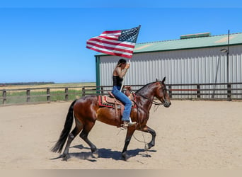 Frison, Hongre, 7 Ans, 155 cm, Bai cerise