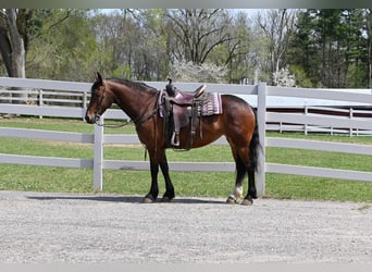 Frison, Hongre, 7 Ans, 155 cm, Bai cerise