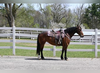 Frison, Hongre, 7 Ans, 155 cm, Bai cerise