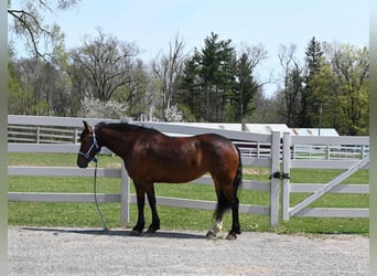 Frison, Hongre, 7 Ans, 155 cm, Bai cerise