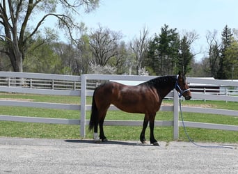 Frison, Hongre, 7 Ans, 155 cm, Bai cerise