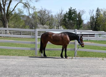 Frison, Hongre, 7 Ans, 155 cm, Bai cerise