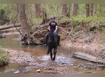 Frison, Hongre, 7 Ans, 155 cm, Noir