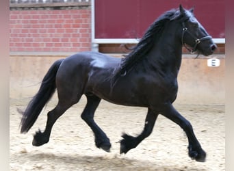 Frison, Hongre, 7 Ans, 156 cm, Noir