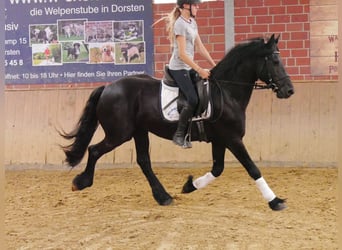Frison, Hongre, 7 Ans, 158 cm, Noir
