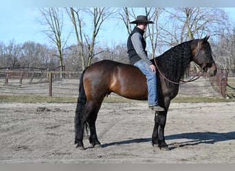 Frison, Hongre, 7 Ans, 160 cm, Bai cerise