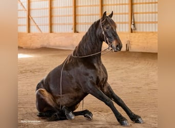 Frison, Hongre, 7 Ans, 160 cm, Bai cerise