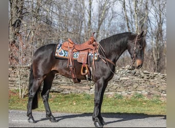 Frison, Hongre, 7 Ans, 160 cm, Bai cerise