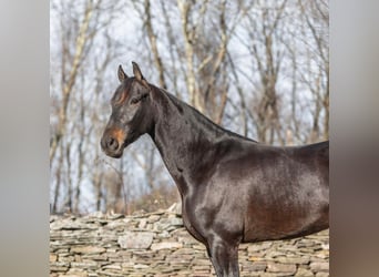 Frison, Hongre, 7 Ans, 160 cm, Bai cerise