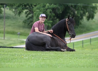 Frison, Hongre, 7 Ans, 160 cm, Noir