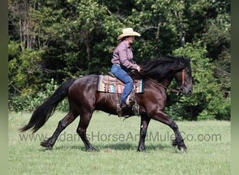 Frison, Hongre, 7 Ans, 160 cm, Noir