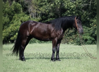Frison, Hongre, 7 Ans, 160 cm, Noir