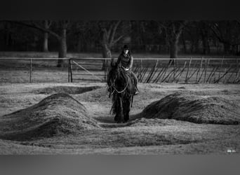 Frison Croisé, Hongre, 7 Ans, 160 cm, Noir