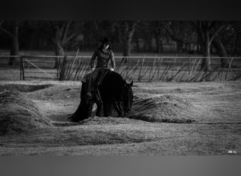 Frison Croisé, Hongre, 7 Ans, 160 cm, Noir