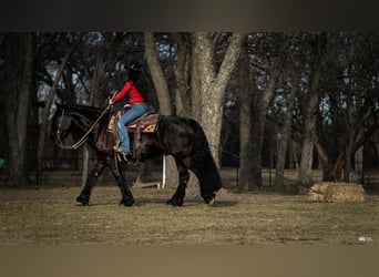 Frison Croisé, Hongre, 7 Ans, 160 cm, Noir