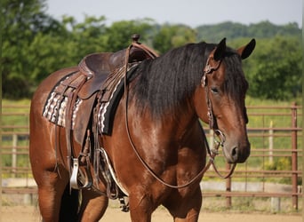 Frison Croisé, Hongre, 7 Ans, 163 cm, Bai cerise
