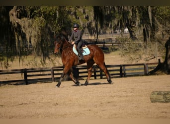Frison Croisé, Hongre, 7 Ans, 163 cm, Bai cerise