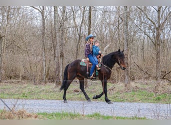 Frison, Hongre, 7 Ans, 163 cm, Bai cerise