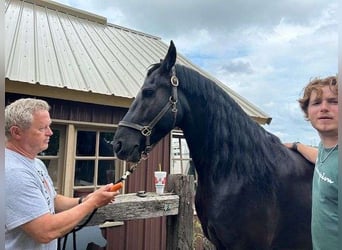 Frison, Hongre, 7 Ans, 163 cm, Noir