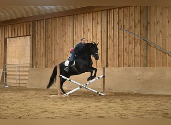 Frison, Hongre, 7 Ans, 163 cm, Noir