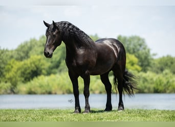 Frison, Hongre, 7 Ans, 163 cm, Noir